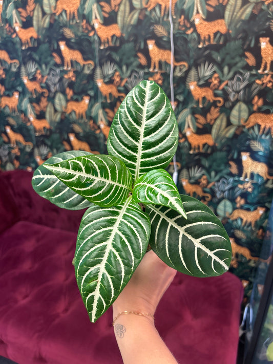 zebra 4"