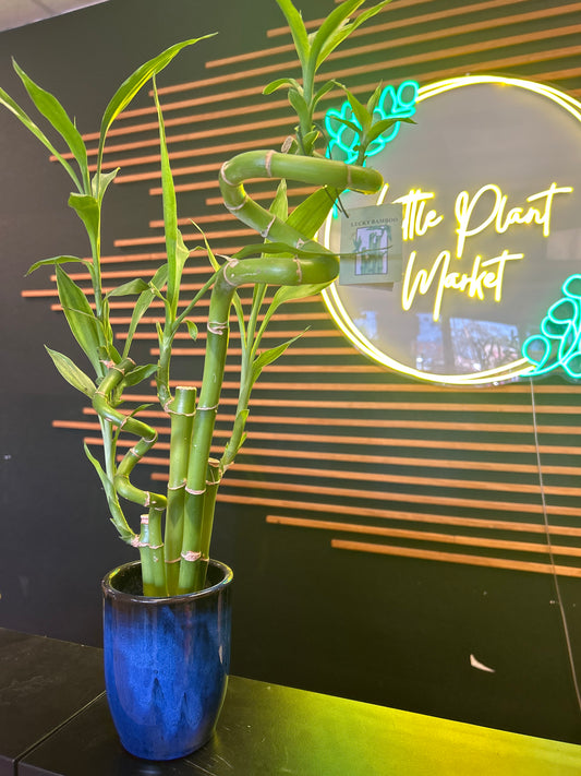 Lucky Bamboo