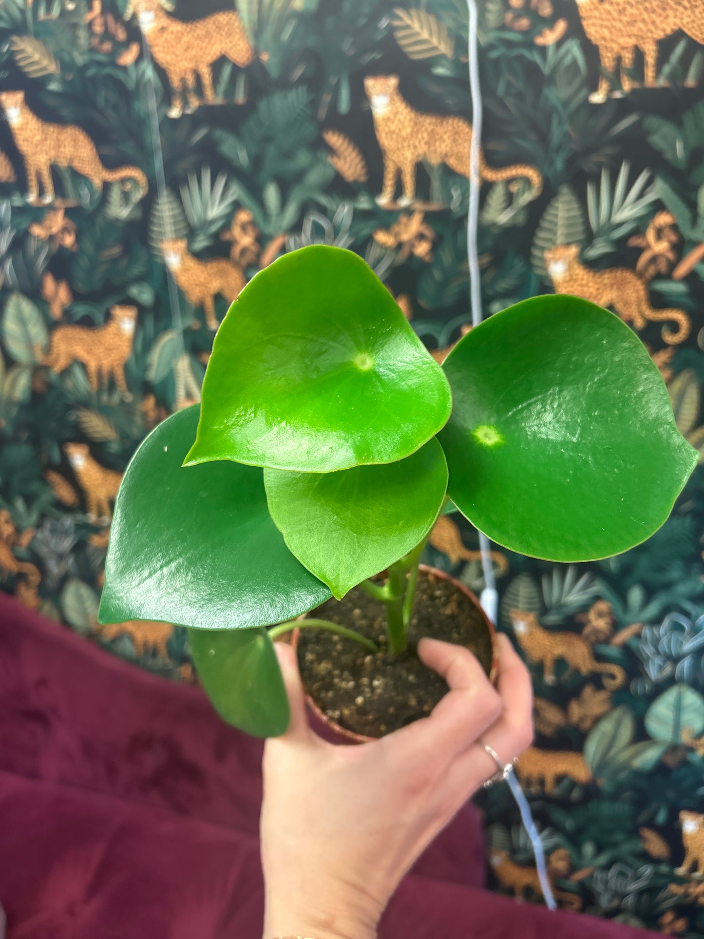 4" Peperomia 'Raindrop'