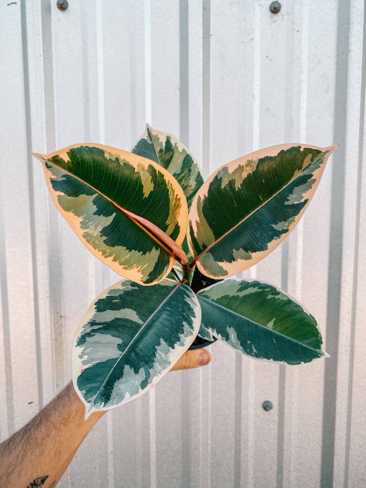 4" Ficus 'Tineke'