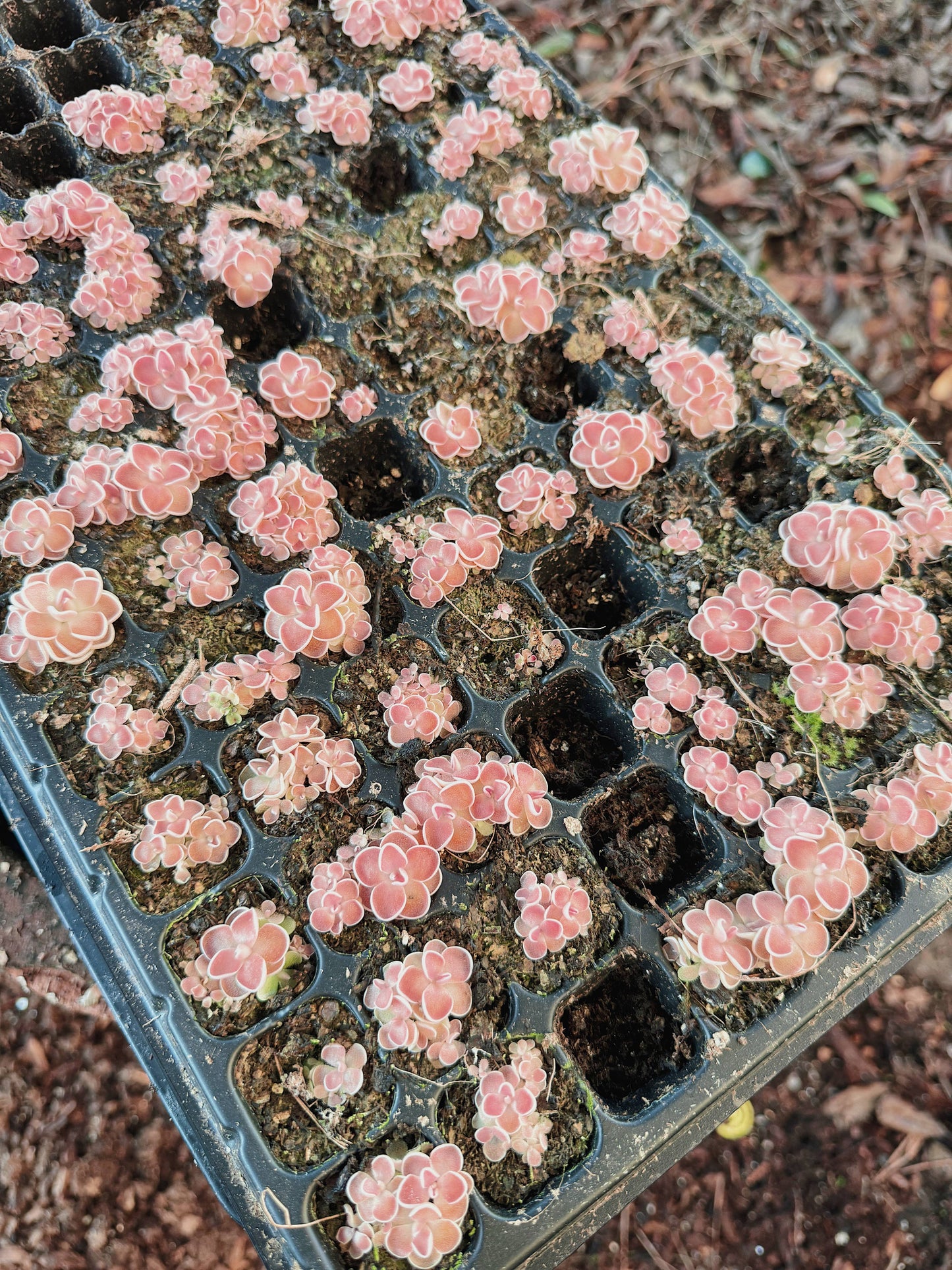 Pinguicula (Butterwort) Carnivorous Plant