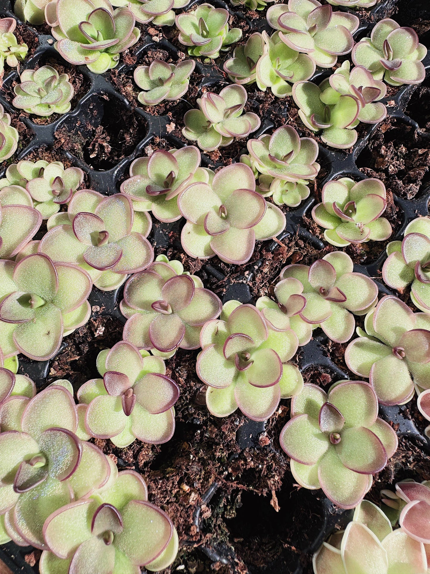 Pinguicula (Butterwort) Carnivorous Plant