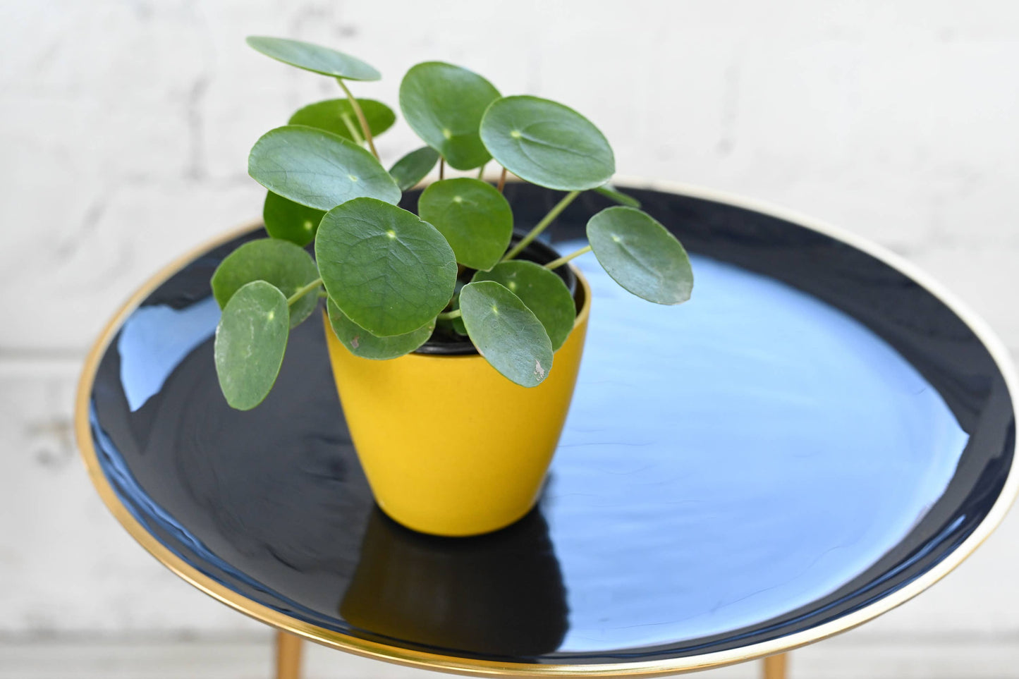 Pilea Peperomioides - 4"
