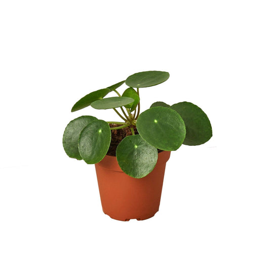 Pilea Peperomioides 'Chinese Money': 4"