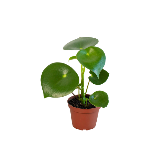 Peperomia 'Raindrop' - 4"