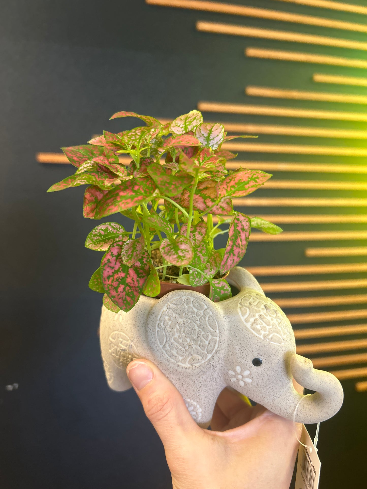 2" Hypoestes Splash
