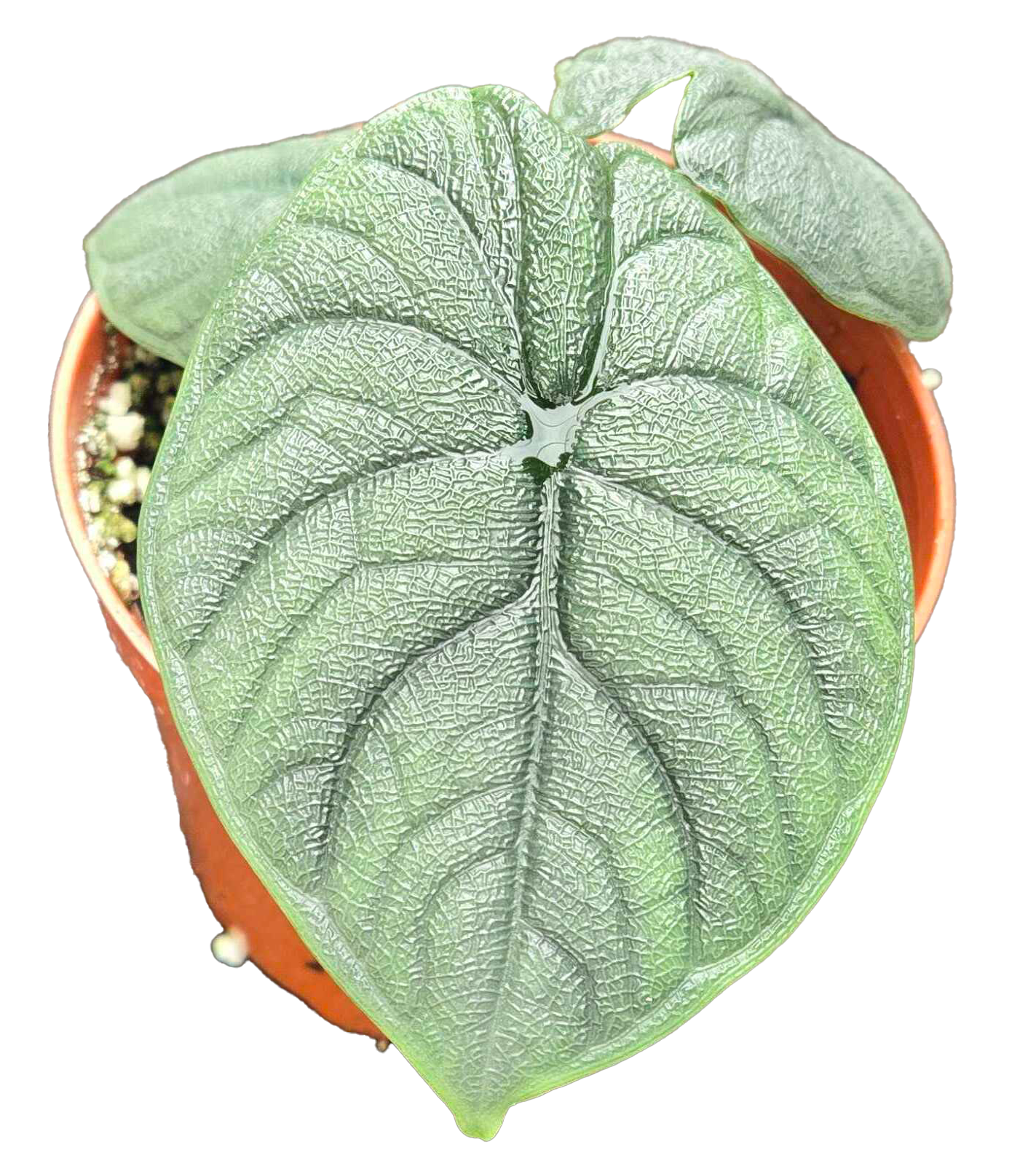 Alocasia Hami Melo 4"