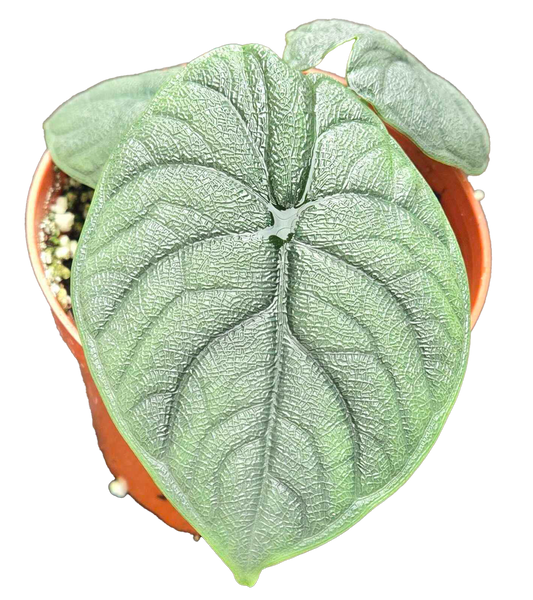 Alocasia Hami Melo 4"
