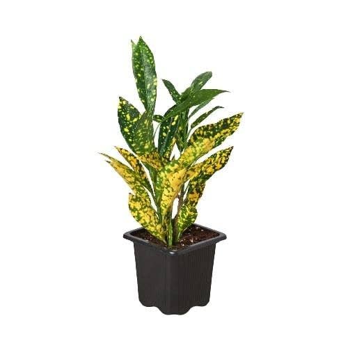 Croton 'Gold Dust': 3"