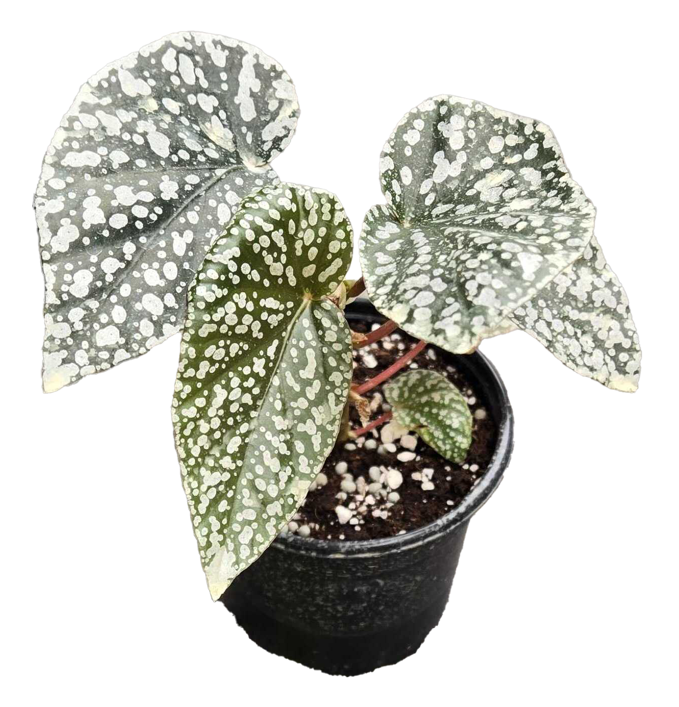 Begonia White Ice 4"