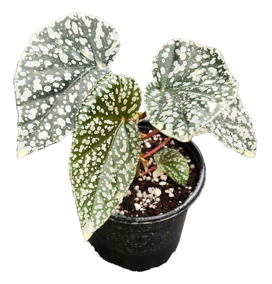 Begonia White Ice 4"