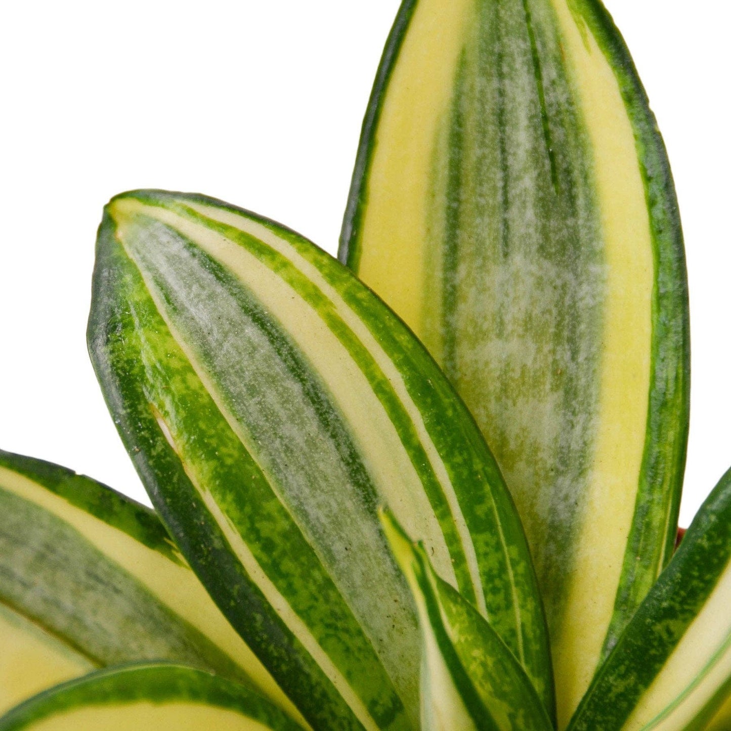 Snake Plant Gold Hahnii: 4"