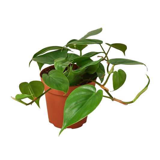 Philodendron Cordatum Heartleaf: 4" Pot