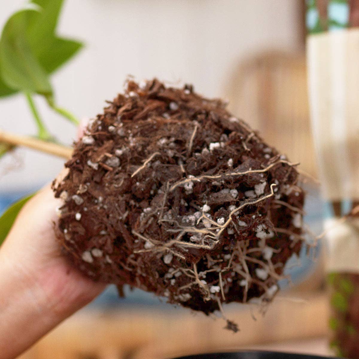 Soil 8 QT