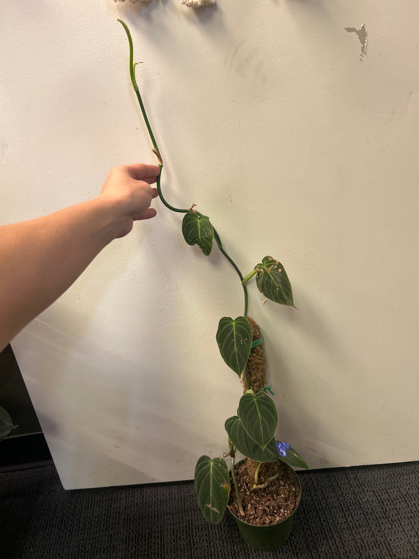 6" Philodendron 'Melanochrysum' totem *