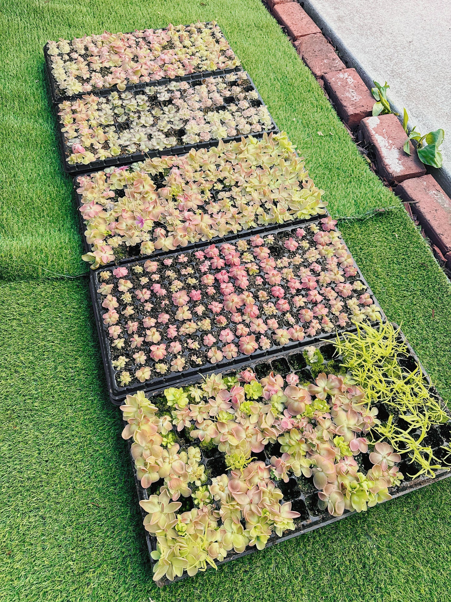 Pinguicula (Butterwort) Carnivorous Plant