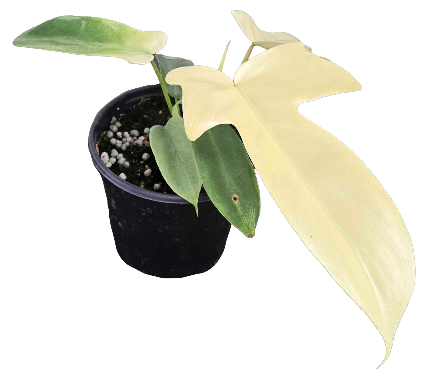 Philodendron Florida Ghost 4"