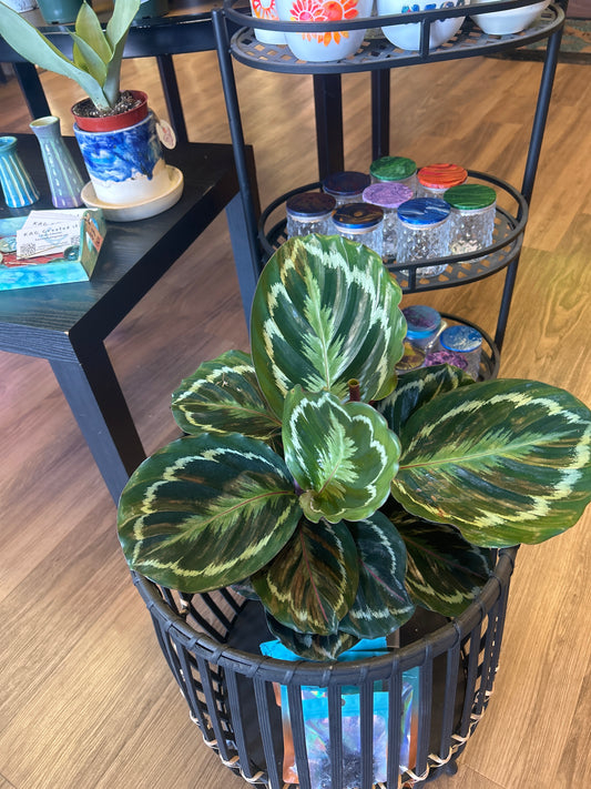 6" Calathea 'Medallion'