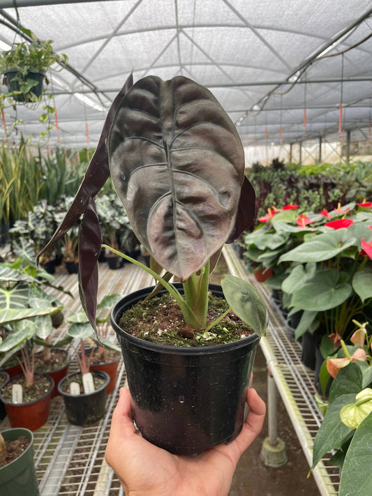 Alocasia 'Red Secret' - 4"