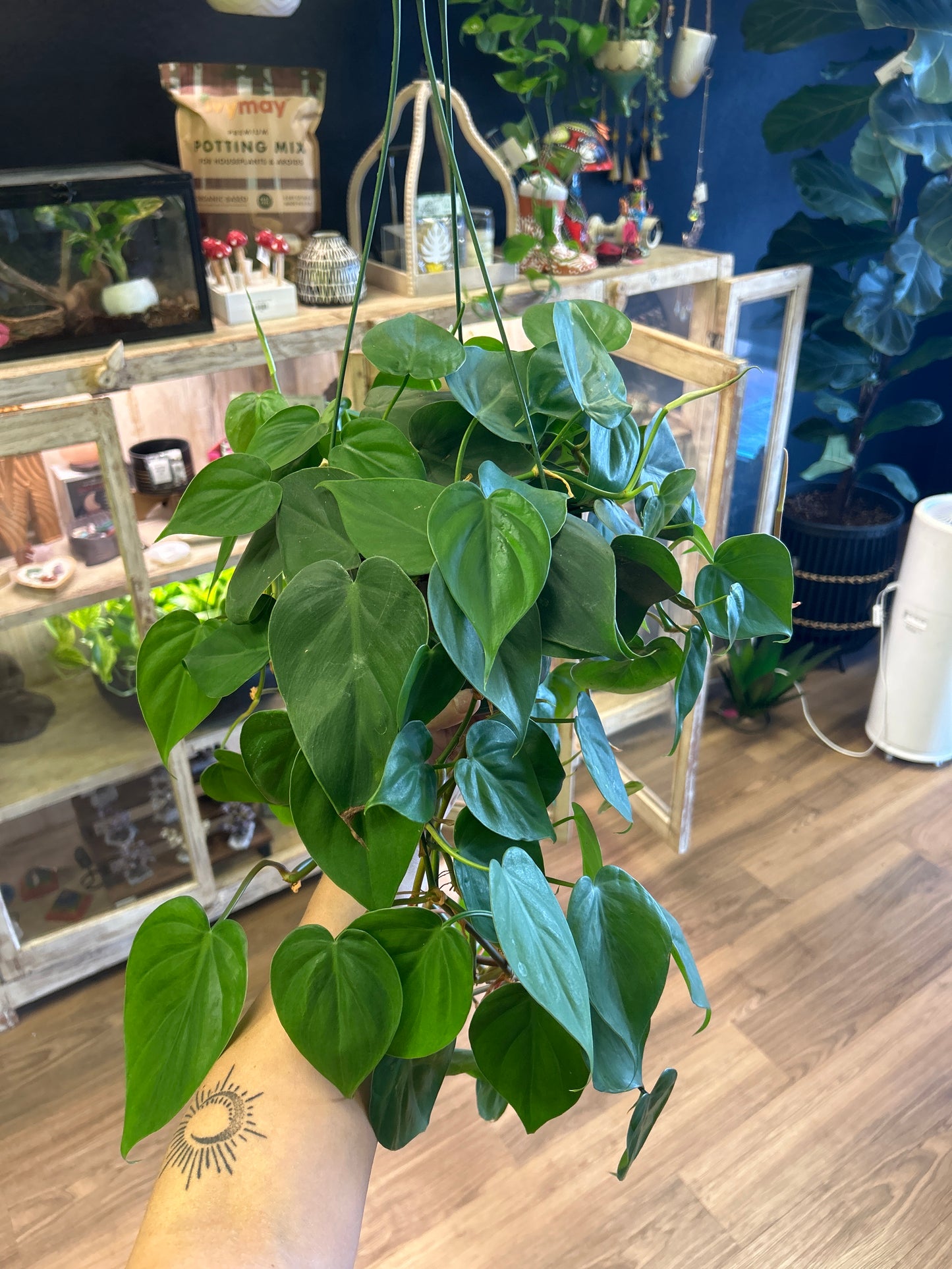 6" Philodendron Heart Leaf