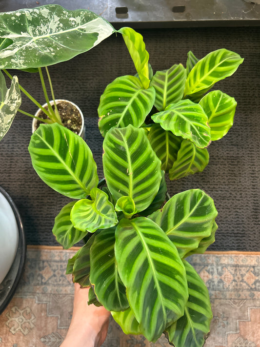 6" Calathea 'Zebrina'