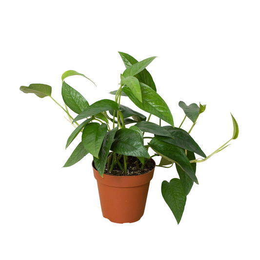 Pothos 'Cebu Blue' 4"