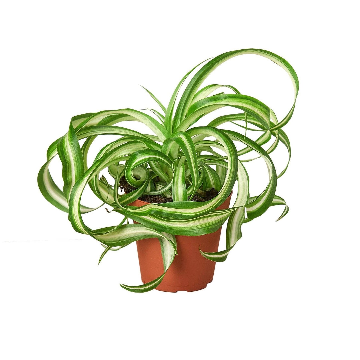 Spider Plant 'Bonnie': 4" Pot
