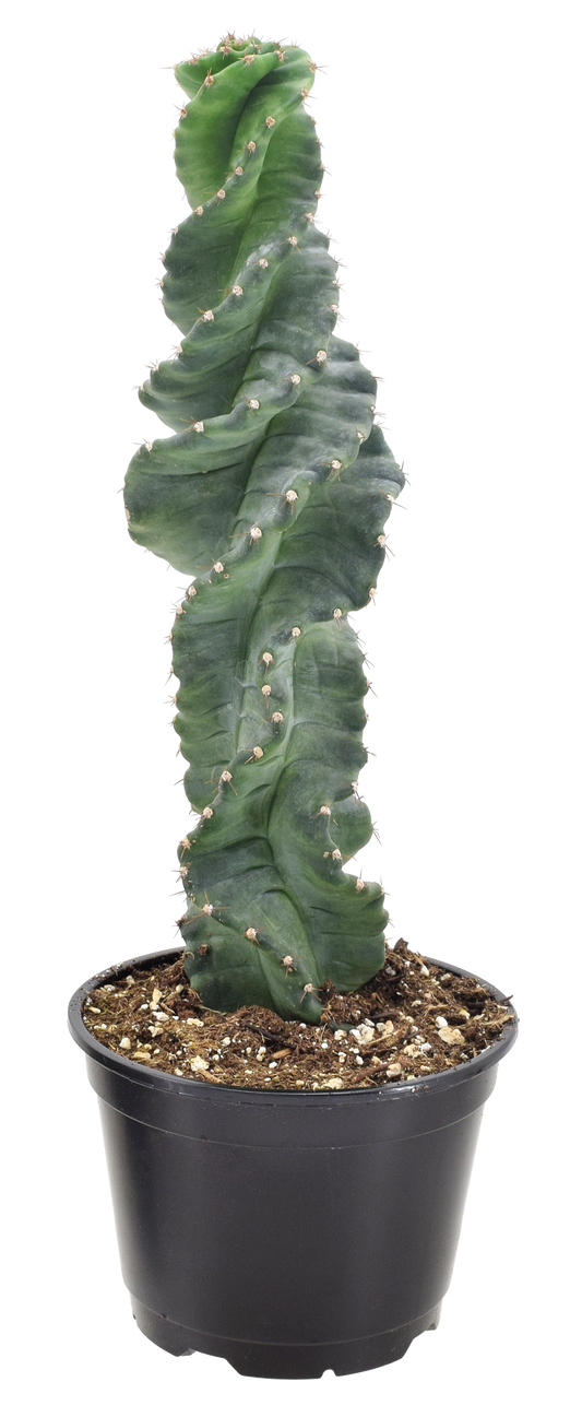 Spiralis Cactus
