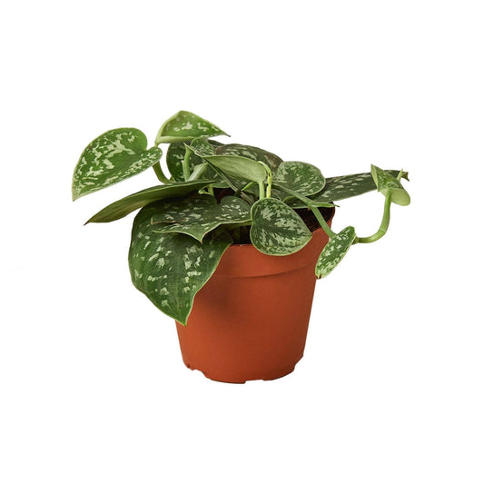 Pothos 'Satin': 4"