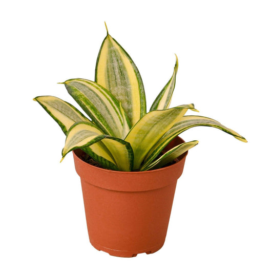 Snake Plant Gold Hahnii: 4"
