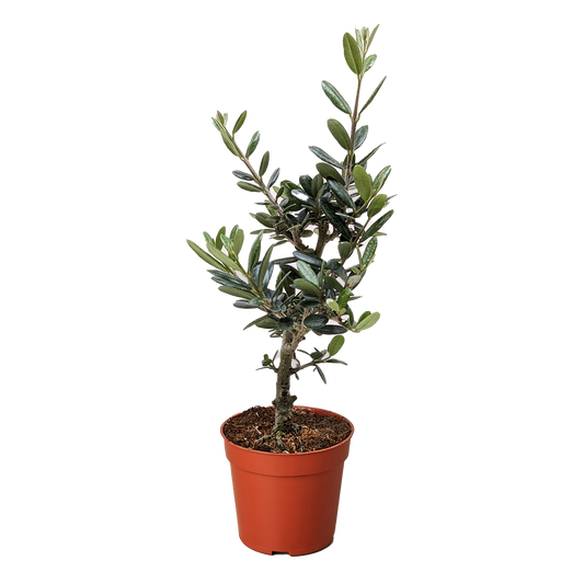 Olive Tree (Olea europaea): 4"