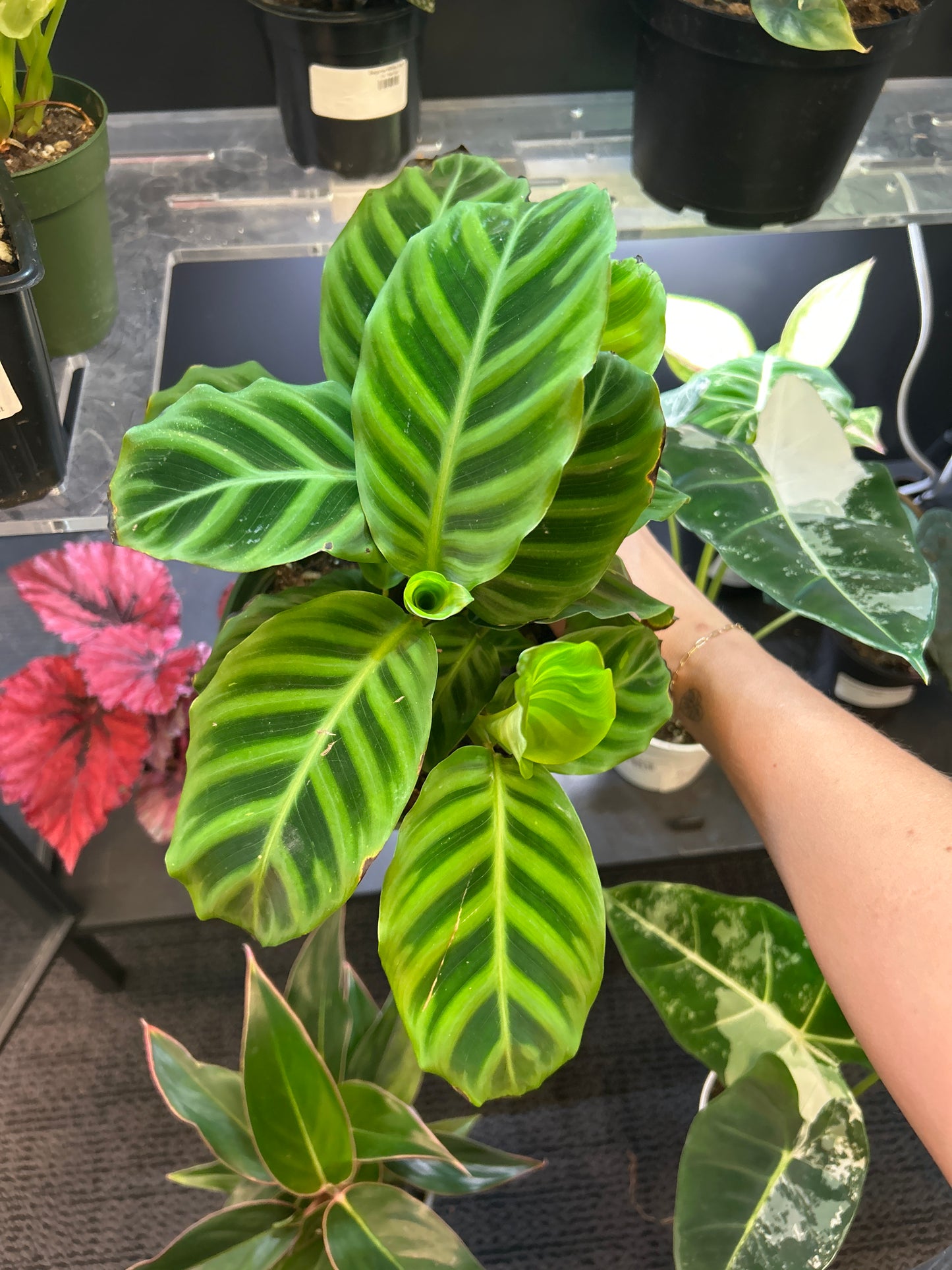 Calathea 'Zebrina'