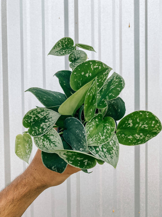 4" Scindapsus 'Silvery Ann'