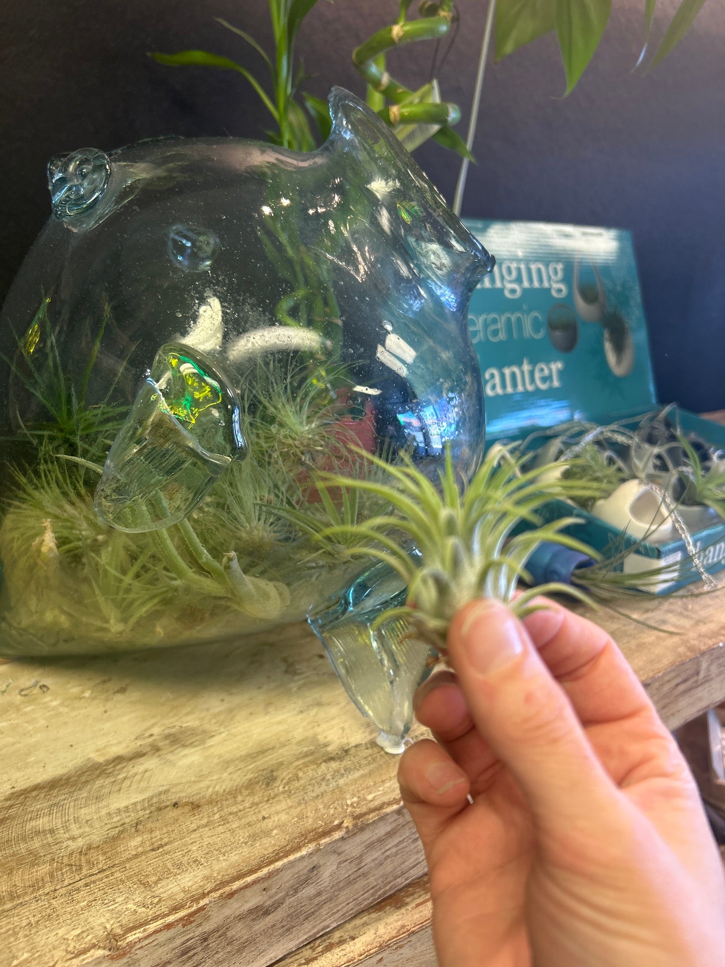 air plant