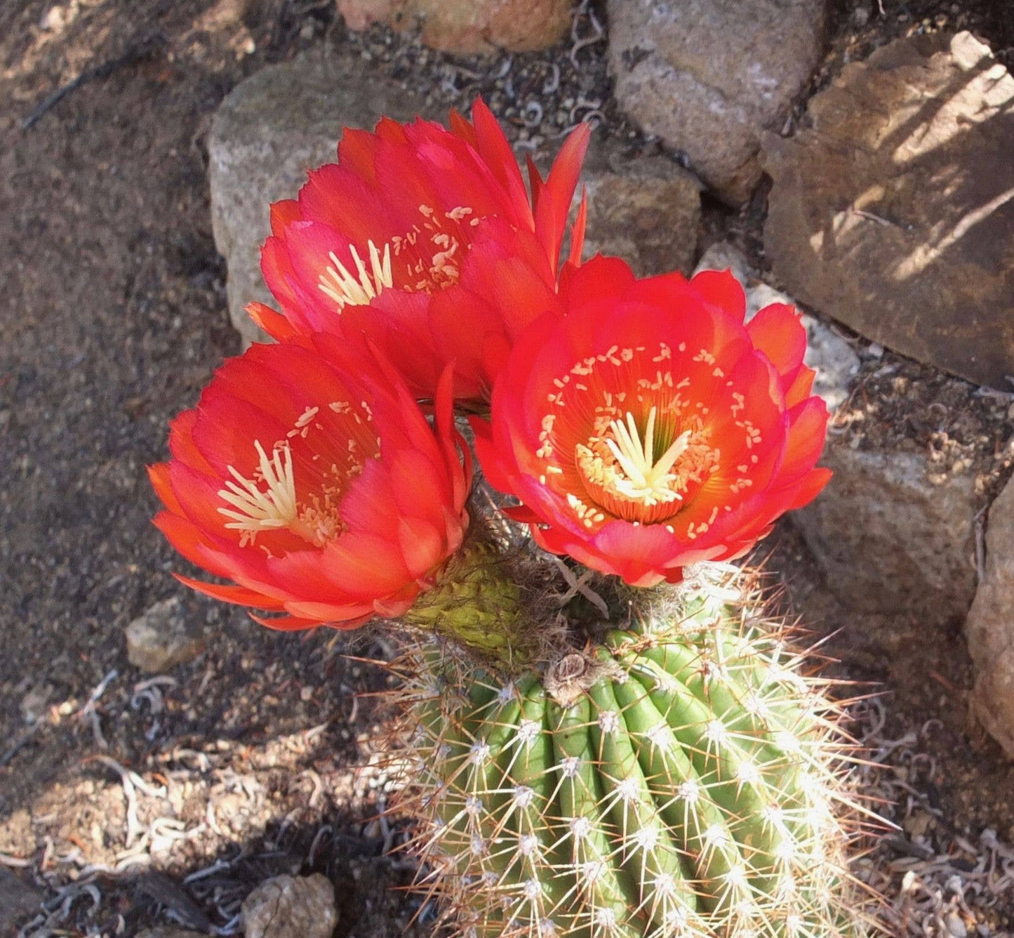 Echinopsis x huascha hybrid