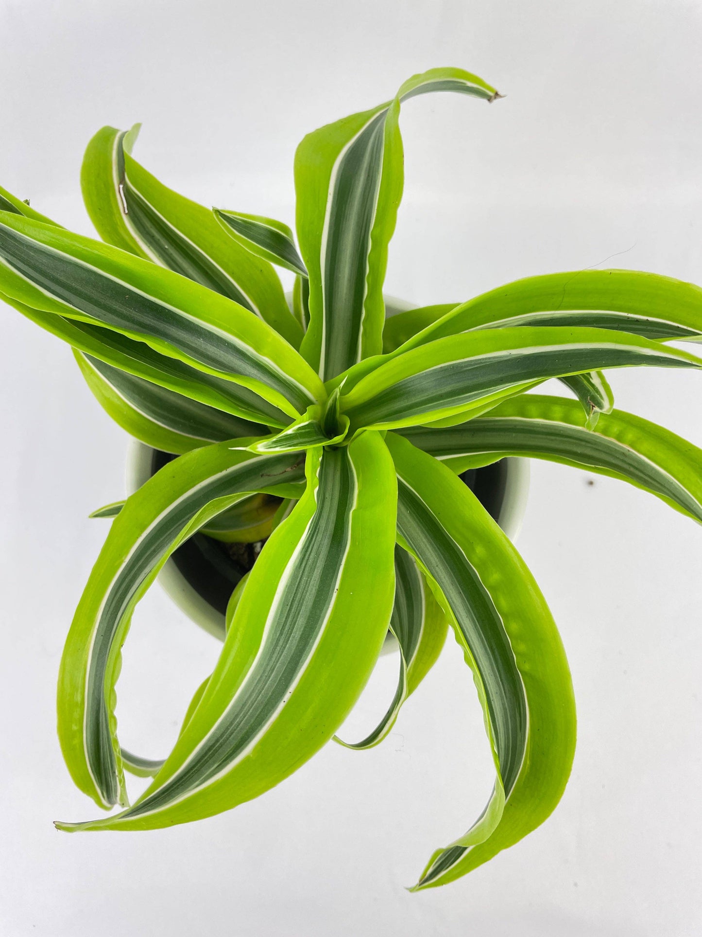 Dracaena Lemon Lime