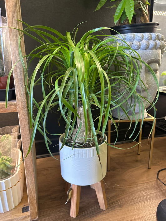 6" Pony Tail Palm