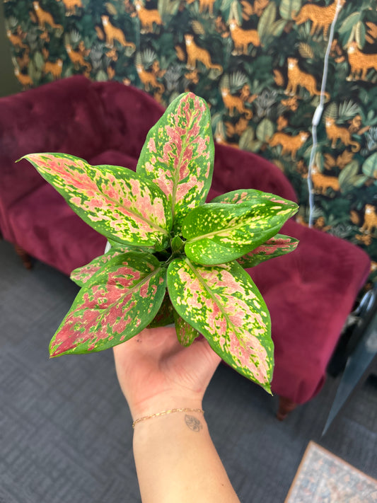 5" Aglaonema Red Angel