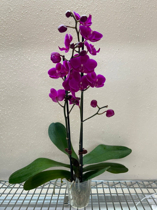 Orchid 'Purple Phalaenopsis': 3" Pot / Double Spike