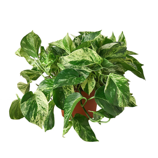 Pothos 'Marble Queen': 6"