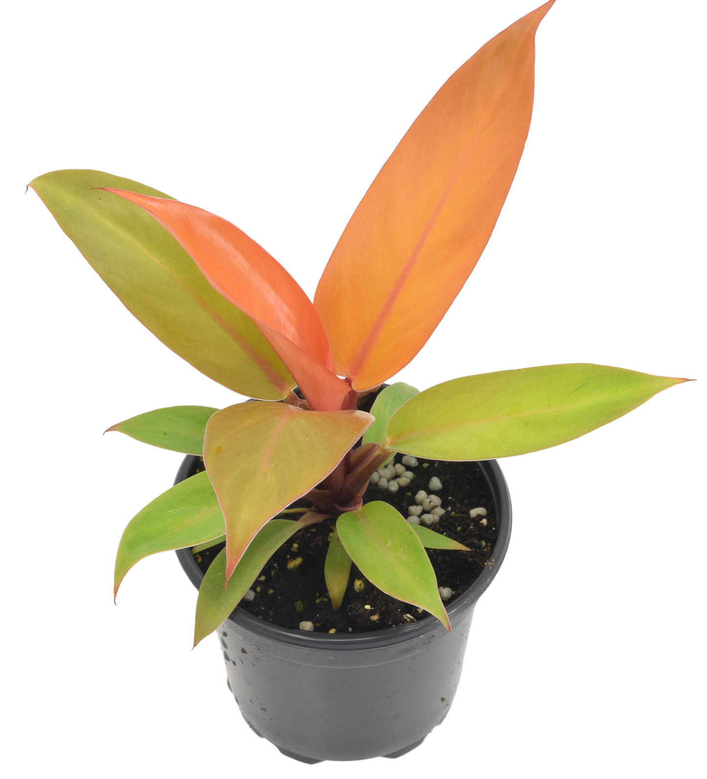 Philodendron Prince of Orange 4"