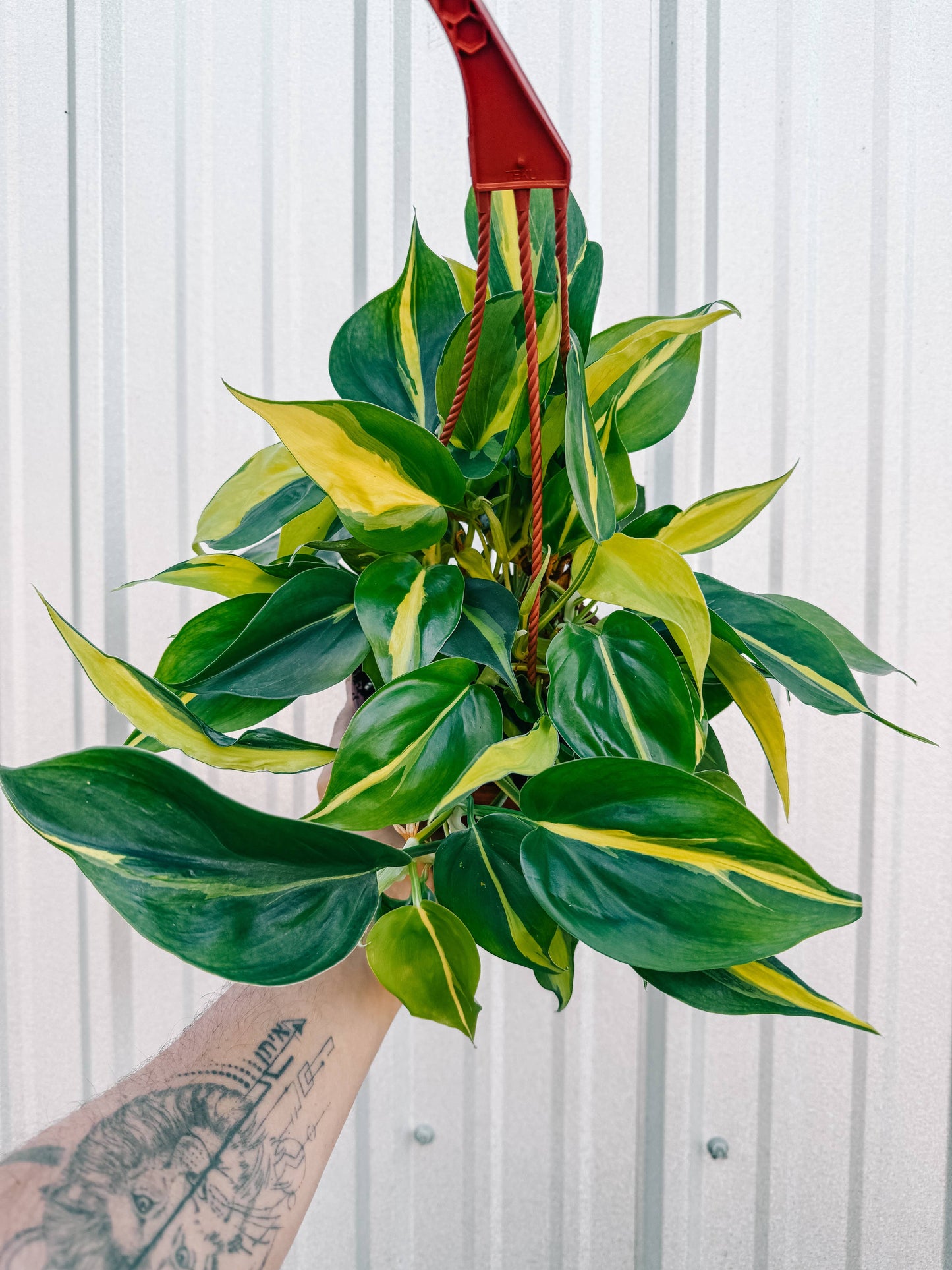 6" Philodendron 'Brasil'