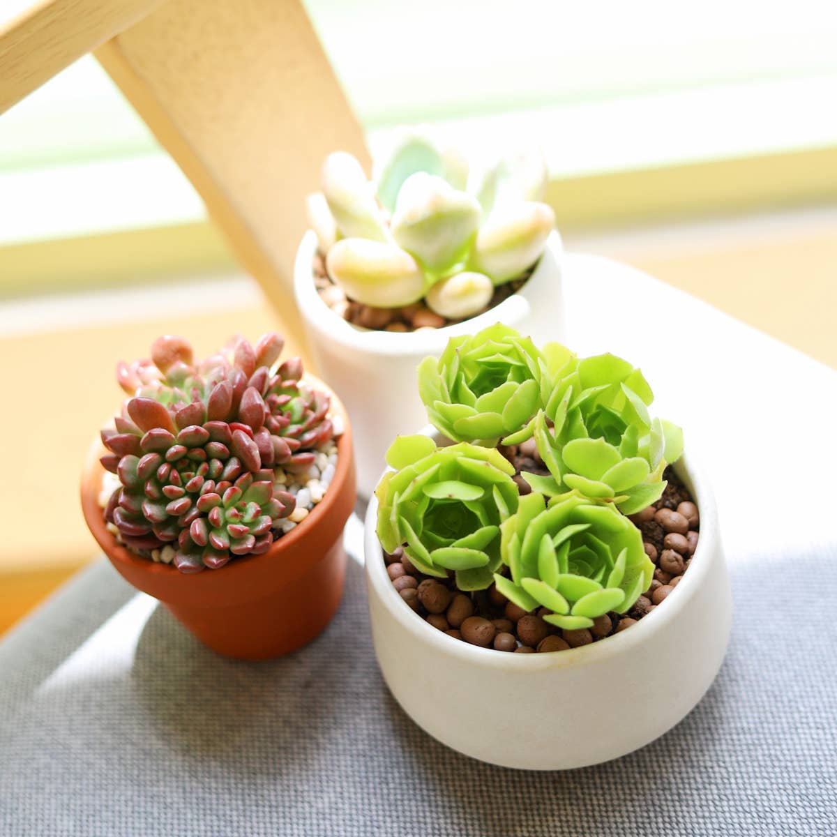 Mystery Succulents - Fully-rooted 2.0" Pot Plants