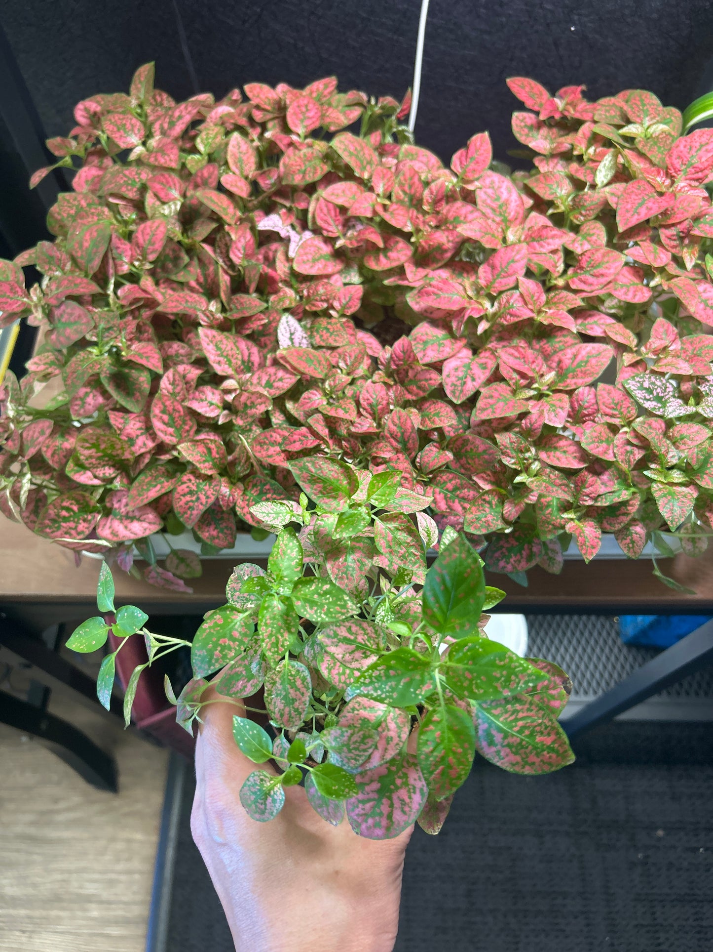 2" Hypoestes Splash