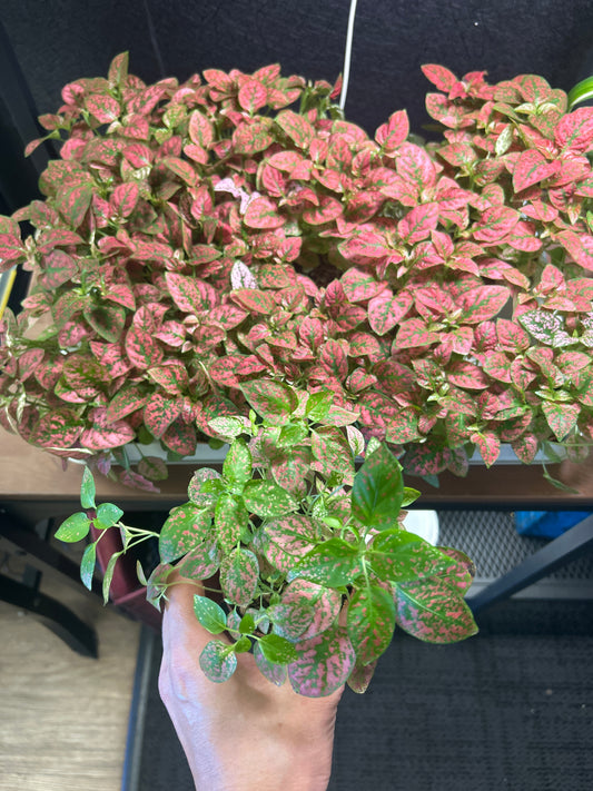 2" Hypoestes Splash
