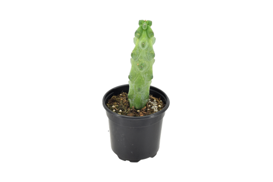 Boobie Cactus 4"