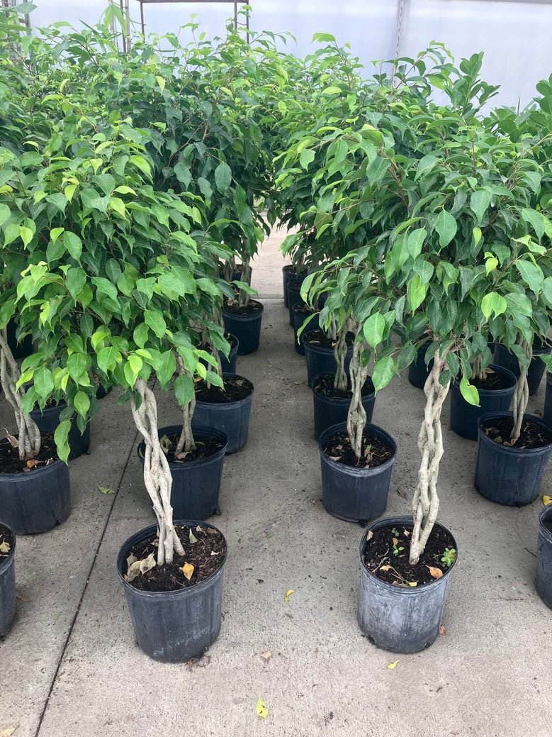 10" Ficus benjamina (green braided)