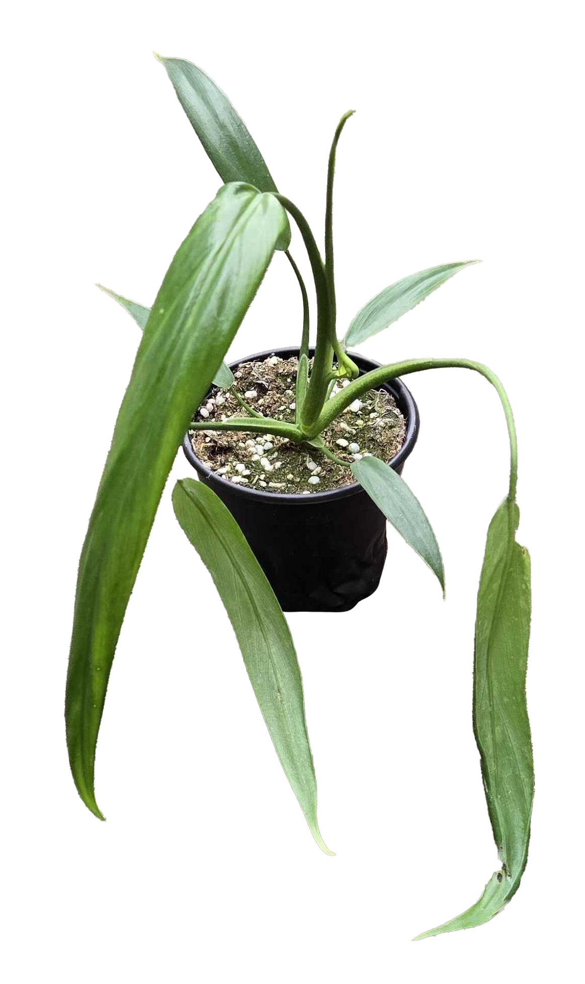 Philodendron Holtonianum 4"