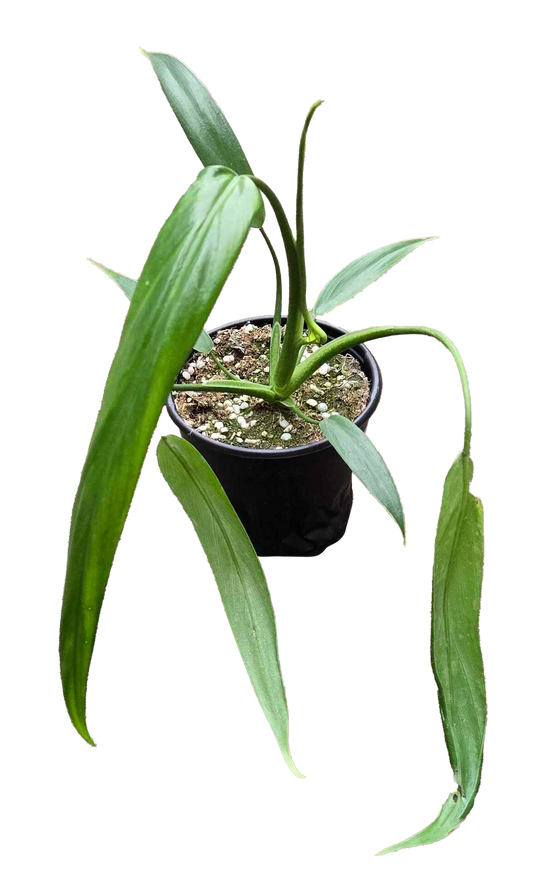 Philodendron Holtonianum 4"