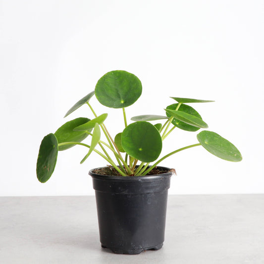 Pilea Peperomioides - 4"